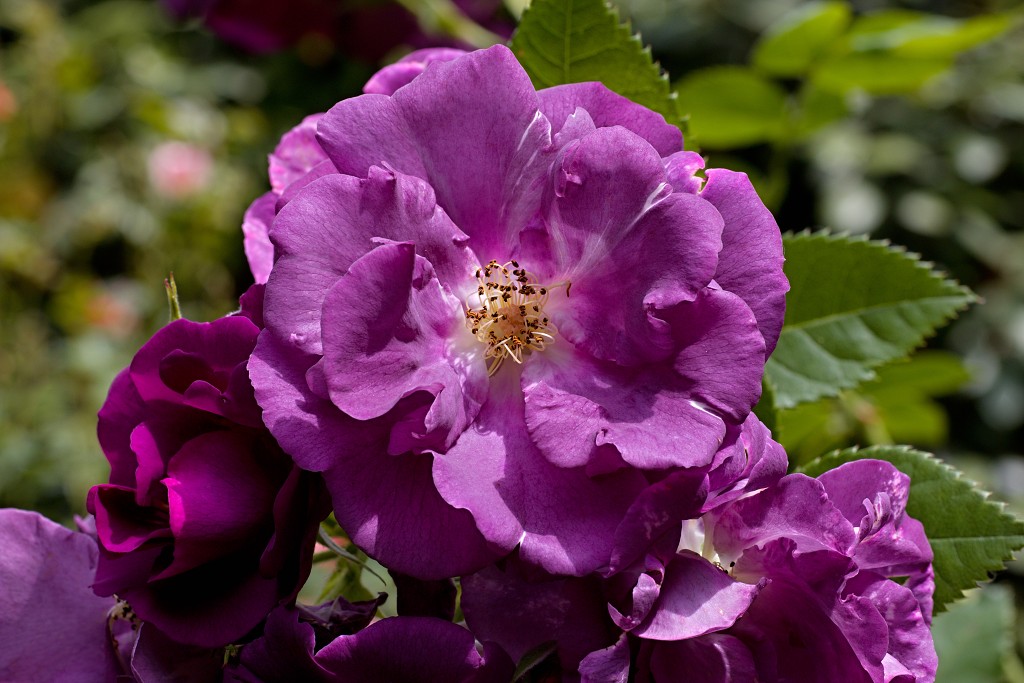 Rozentuin van Coloma